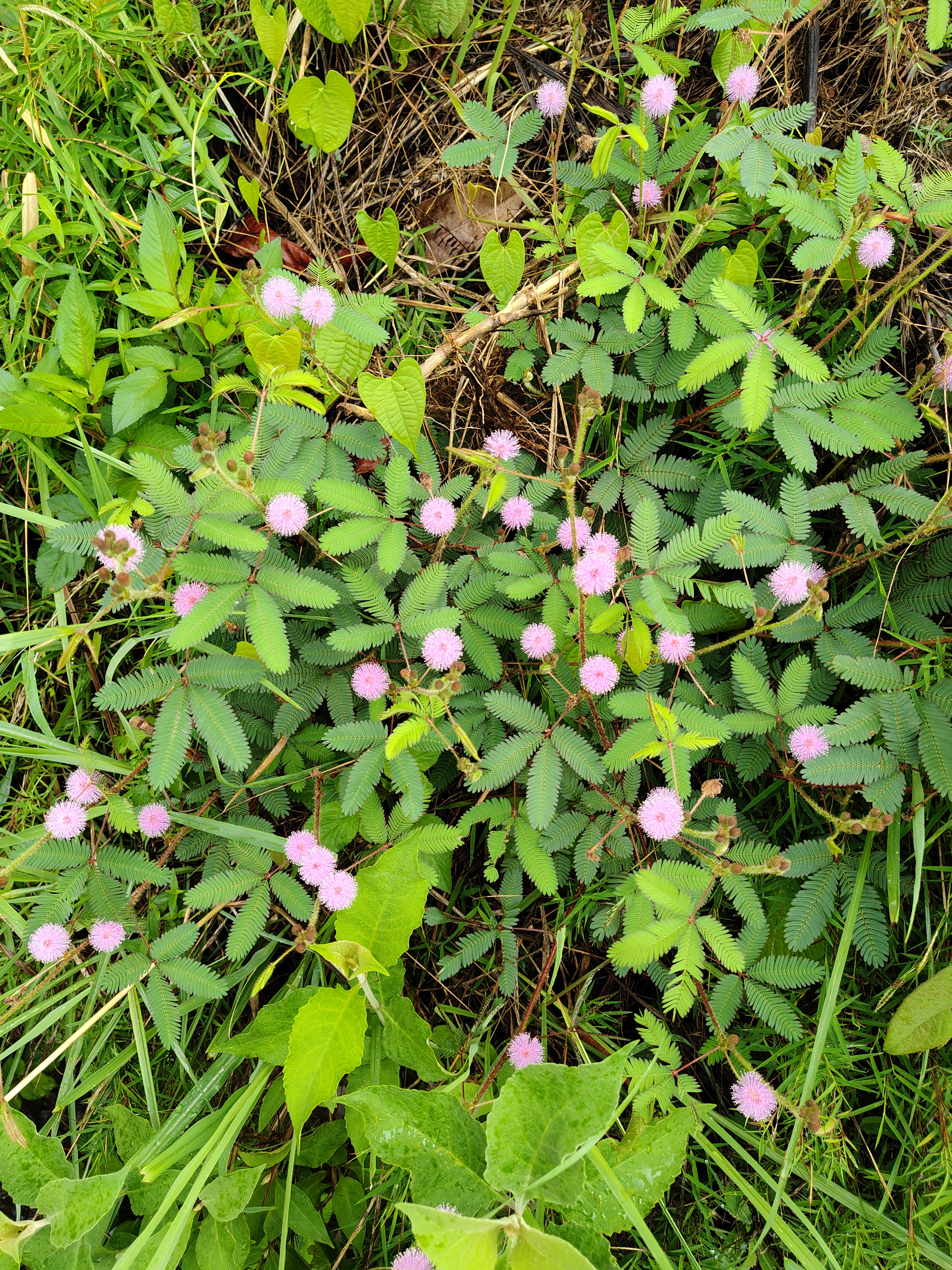 A dense patch of green foliage featuring small, round, pink flowers