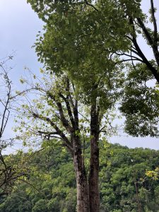 A view of two trees with lush green leaves, set against a backdrop of rolling hills covered in dense greenery.