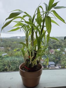 A green plant with long, slender leaves is growing in a brown pot.