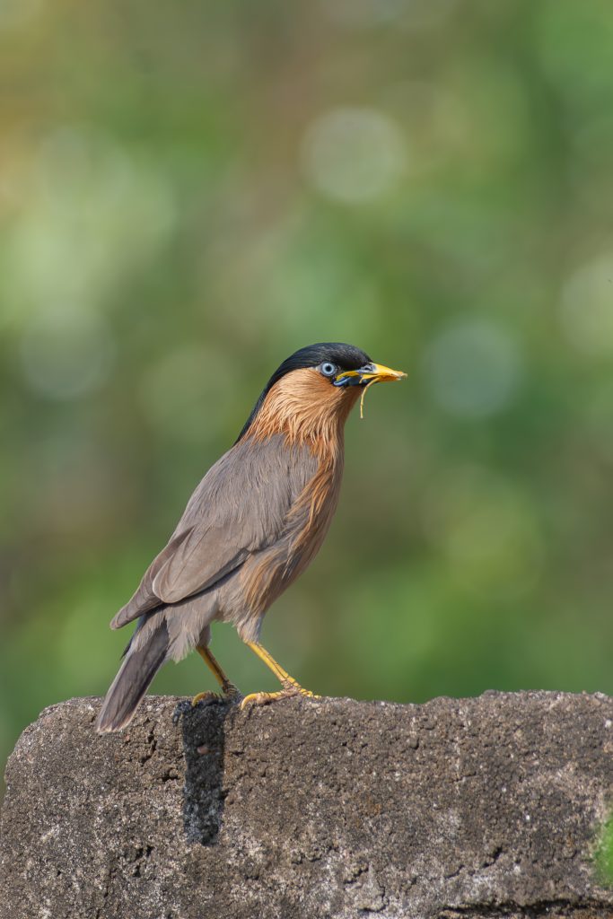 A close-up image of a Brahminy Starling bird standing on a stone wall, featuring a sleek gray body with a distinctive black crown and a ruffled brown neck. The bird has bright blue skin around its eyes and is holding a small piece of food in its beak.