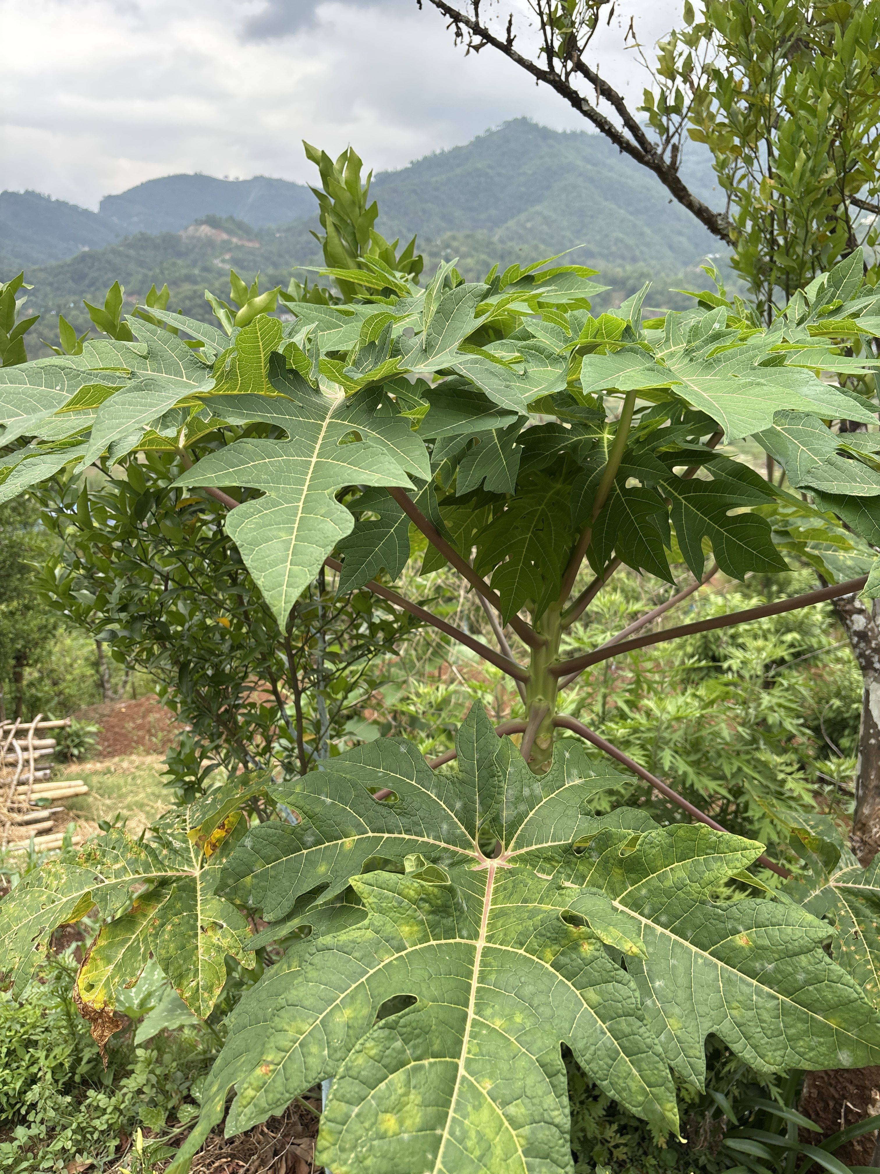 A close-up view of a green papaya plant with large, deeply lobed leaves. In the background, mountains are visible under a partly cloudy sky