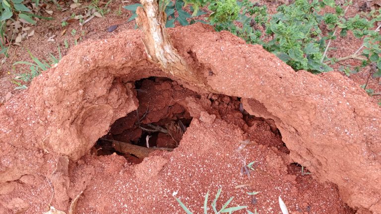 A close-up view of a reddish-brown mound of earth, with a hollow cavity visible at the center.