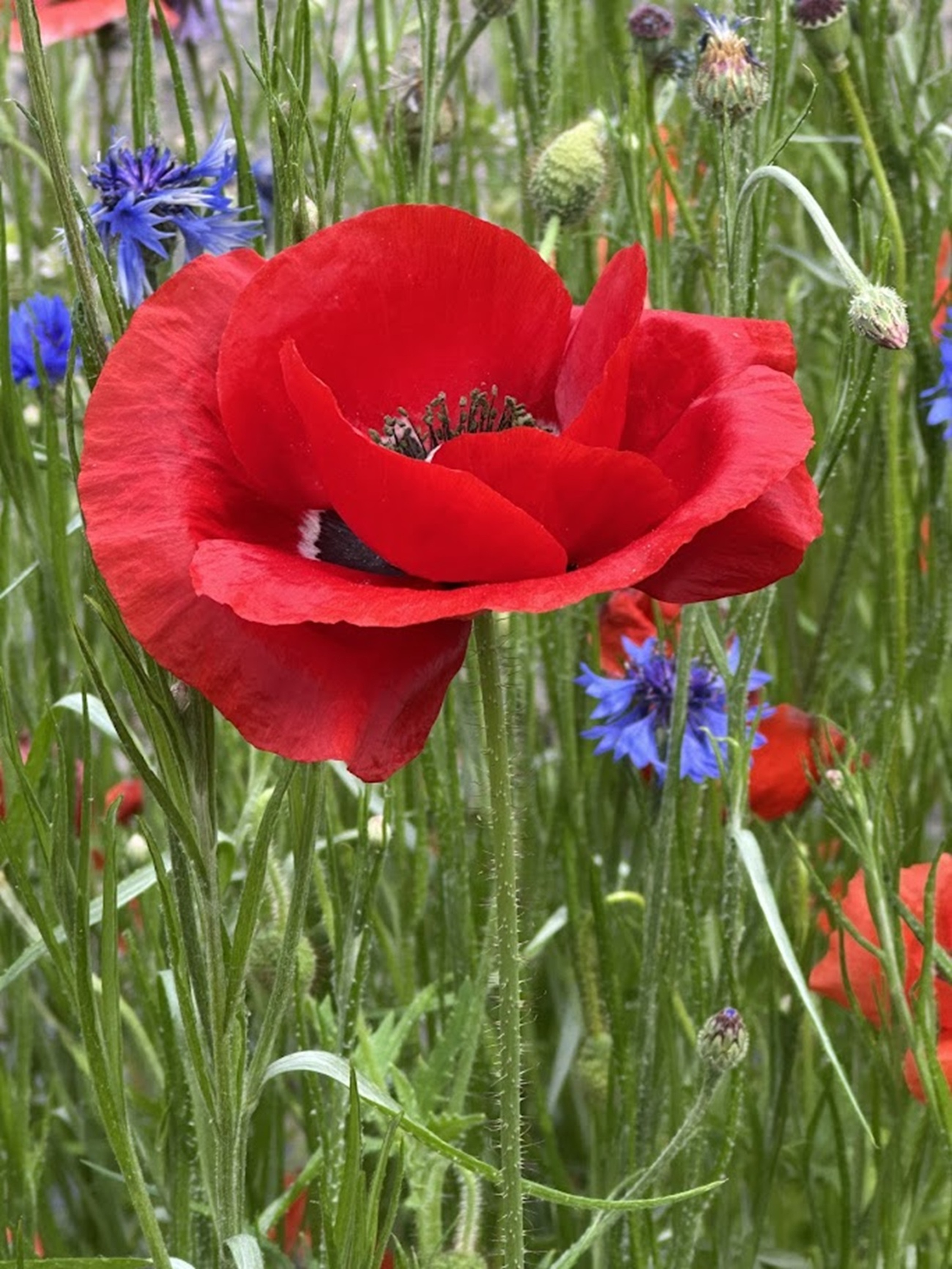 A vibrant red poppy flower stands prominently in the foreground, surrounded by lush green grass and various wildflowers, including blue cornflowers.