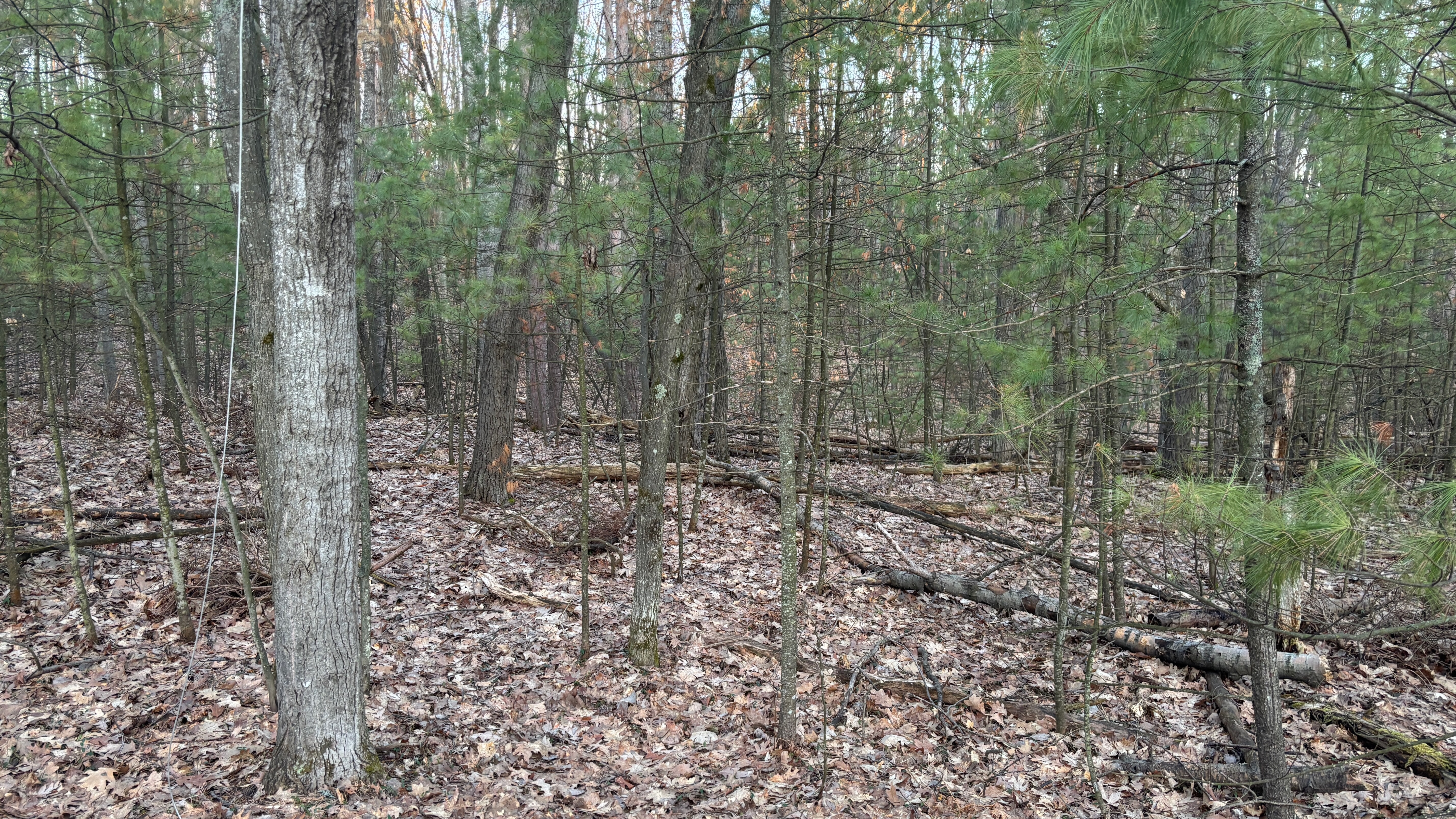 A view into the forest, a mix of hardwoods and evergreens.