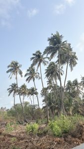 A landscape featuring tall palm trees swaying in the breeze against a clear blue sky. The ground is varied, with patches of dry land, scattered foliage, and a mix of greenery, creating a tropical ambiance.
