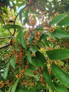 A close-up view of a tree branch featuring vibrant green leaves and clusters of small, round, orange and black fruits.