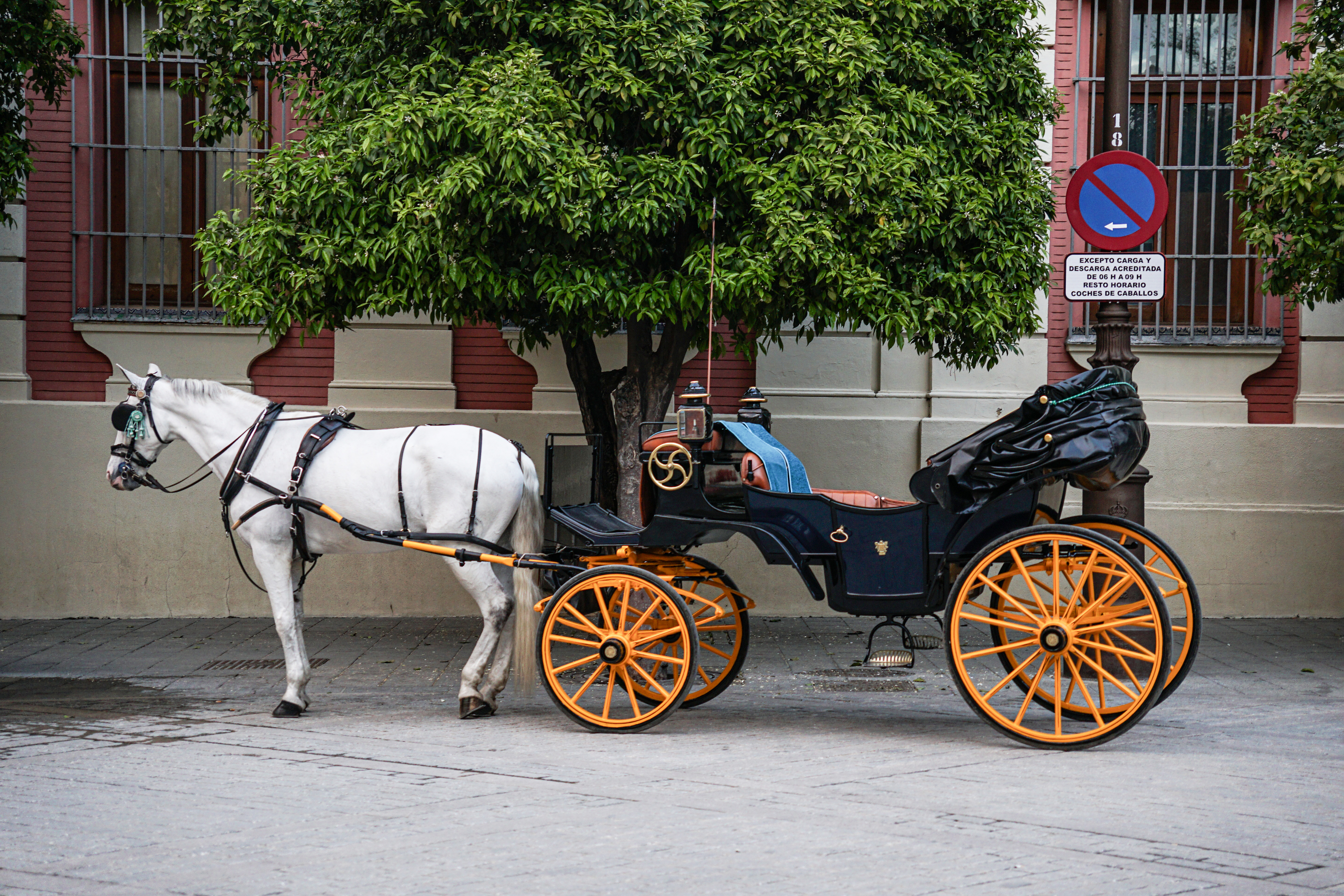 A white horse is harnessed to a traditional black carriage with orange wheels, parked on a street. The carriage features a leather seat and an ornate steering wheel. In the background, there is a no-parking sign.