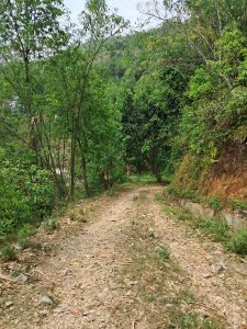 A narrow dirt path winds through a lush green landscape, flanked by trees and shrubs