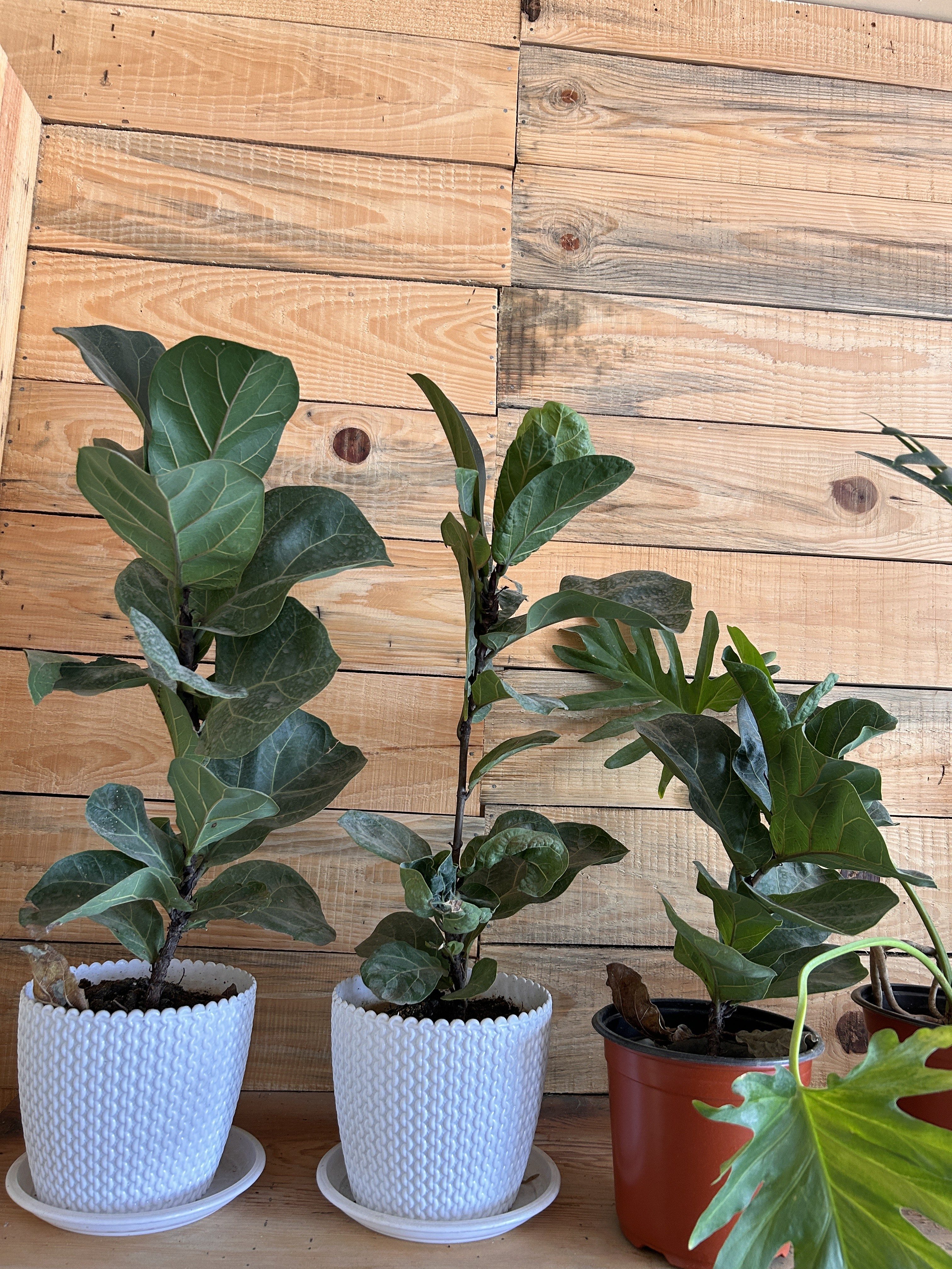 A trio of potted plants on a wooden shelf against a backdrop of wooden planks