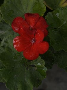 A vibrant red flower with overlapping petals is centered amidst lush green leaves, some of which are dotted with water droplets.