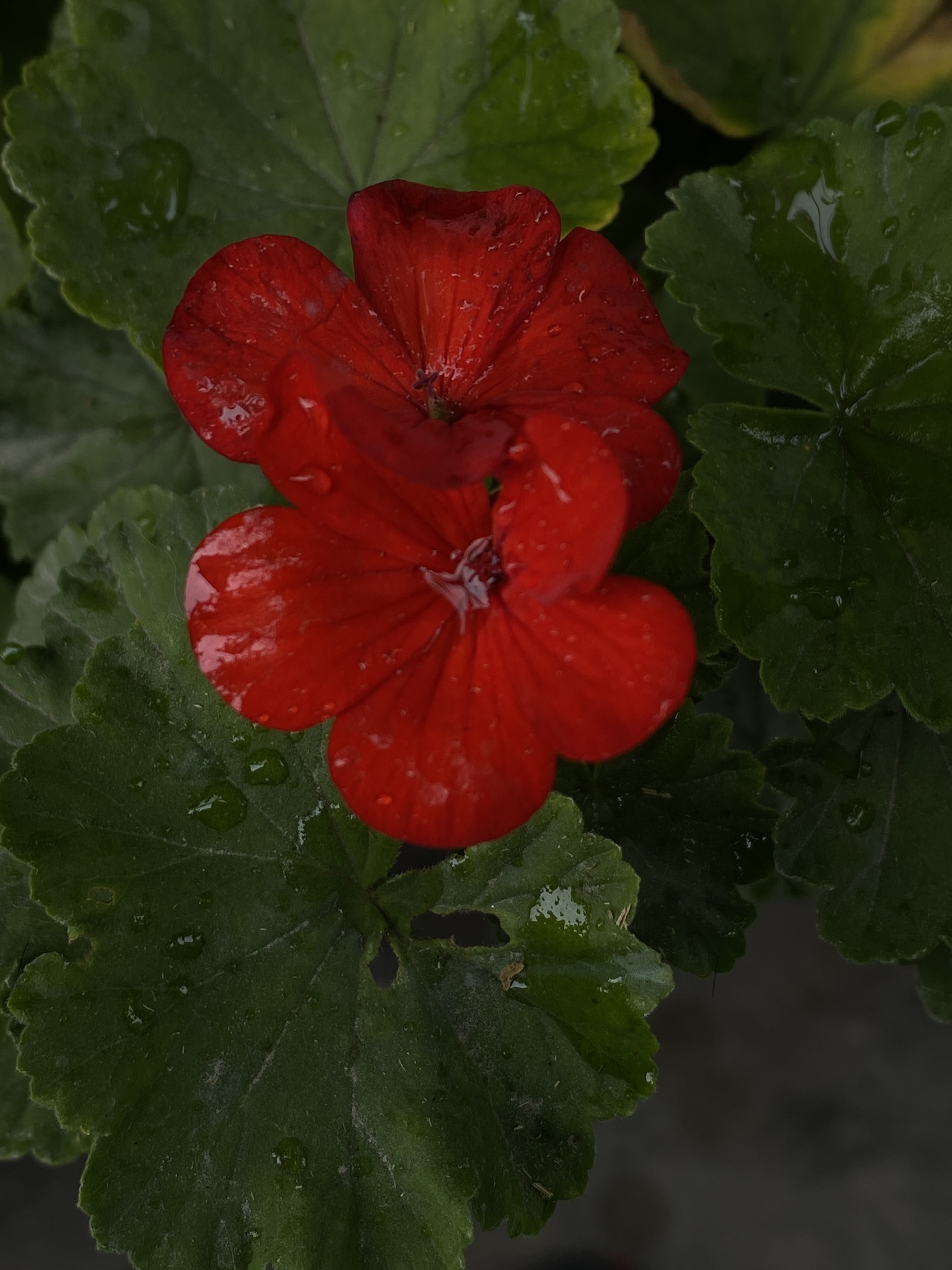 A vibrant red flower with overlapping petals is centered amidst lush green leaves, some of which are dotted with water droplets.