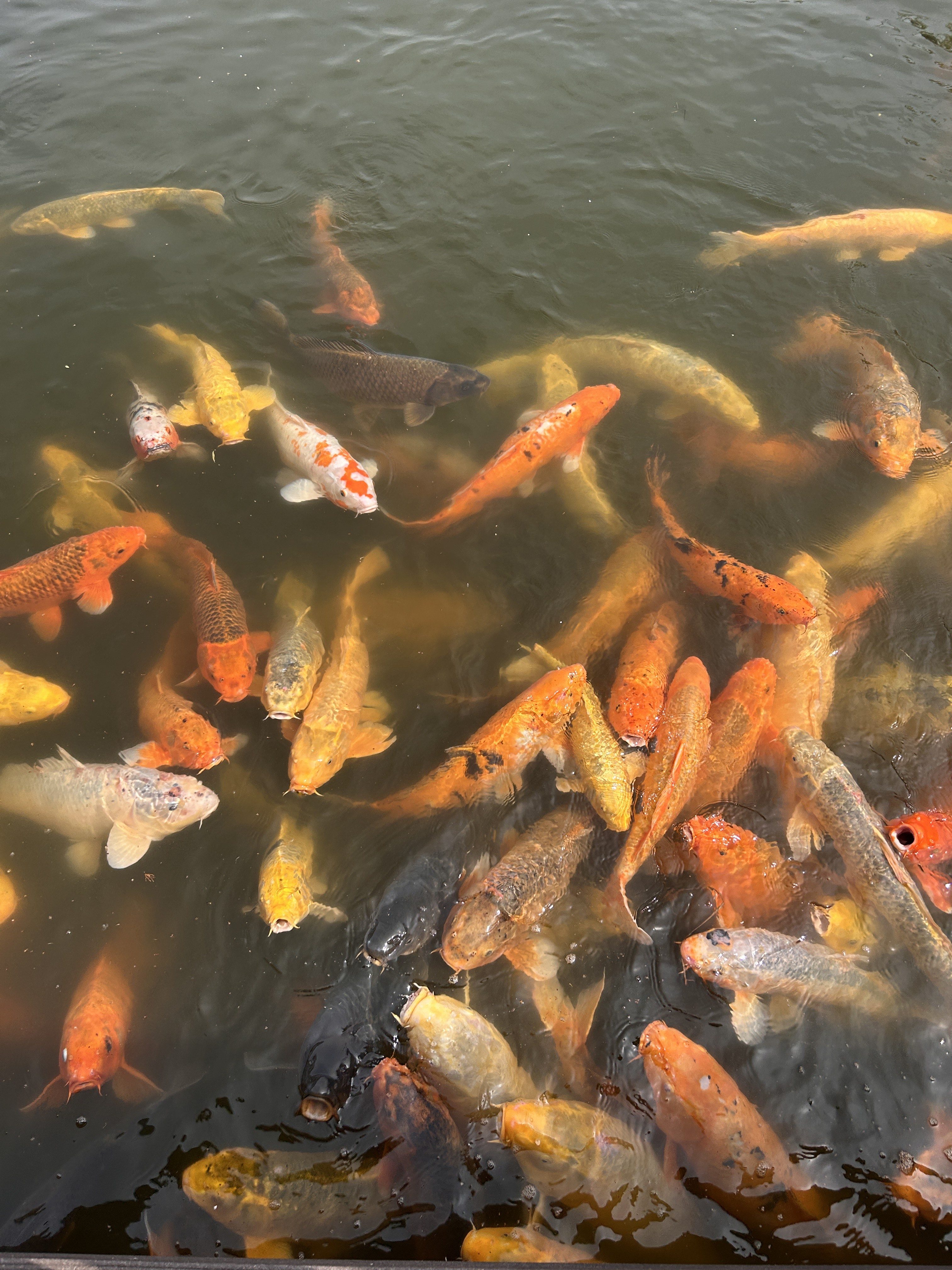 A variety of koi fish swimming in a pond, showcasing different colors including orange, white, black, and yellow.