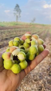 A person holding a handful of green, ring-shaped pods (Manila tamarind) in an open field with crops and a blurred tree in the background under a blue sky.
