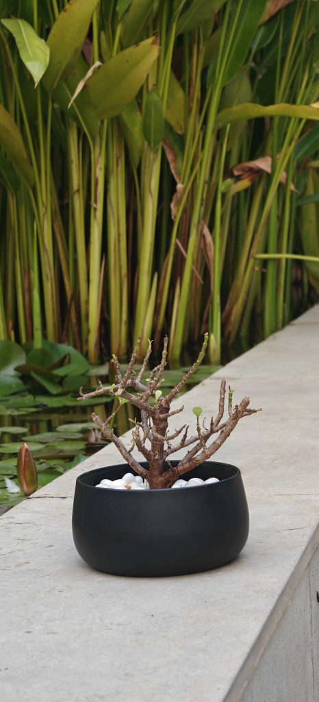 A small, bare plant with twisted branches is placed in a round black pot filled with white stones.