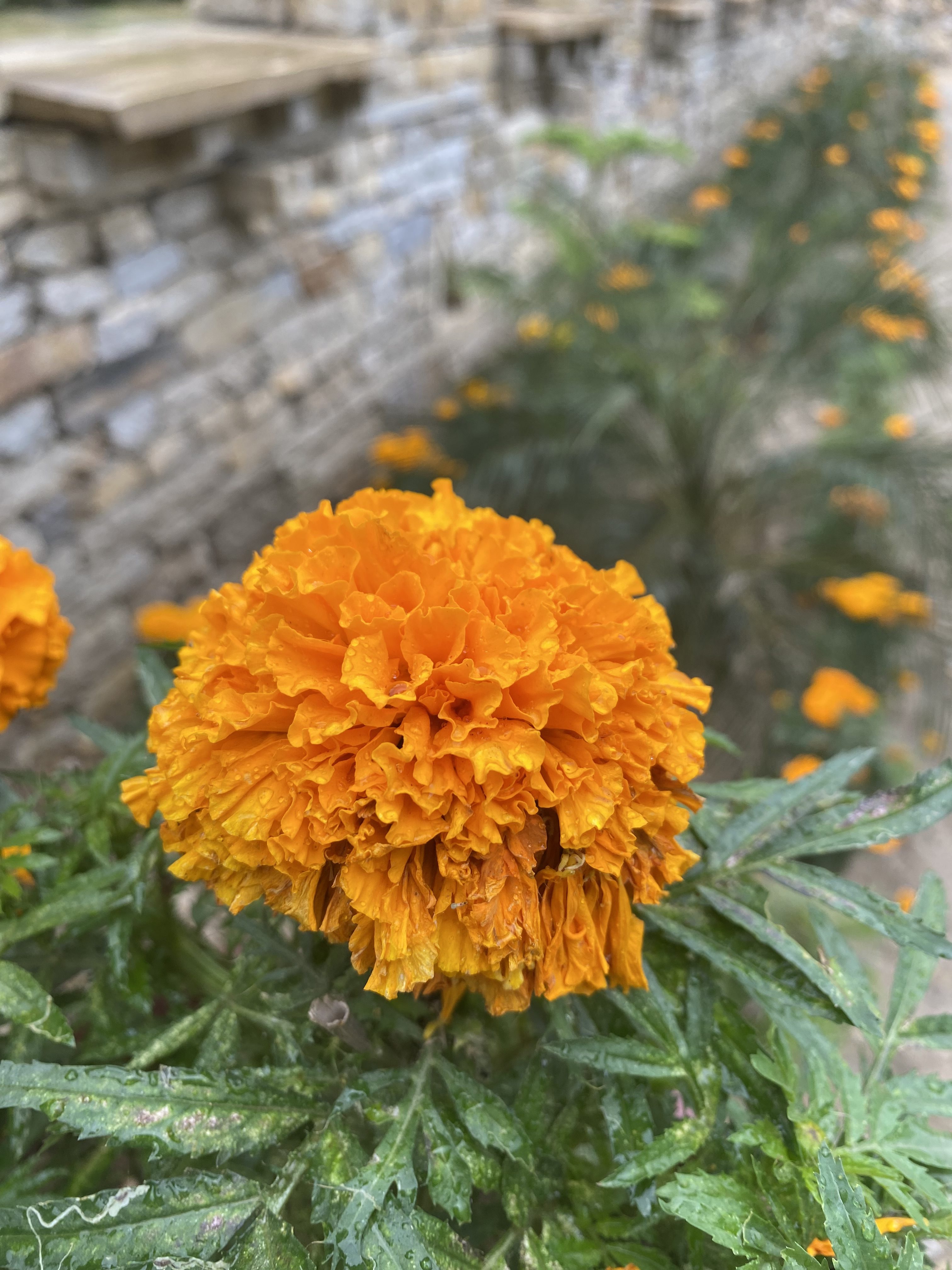 A close-up image of a vibrant orange marigold flower, showcasing its ruffled petals and lush green leaves.