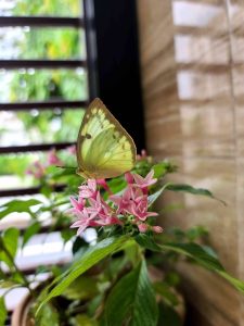 A close-up image of a pale green butterfly perched on small pink flowers, with lush greenery in the blurred background. 
