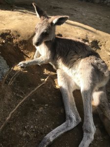 A young kangaroo is resting on the ground, looking towards the camera. It has a soft, grayish-brown fur coat and large ears. 