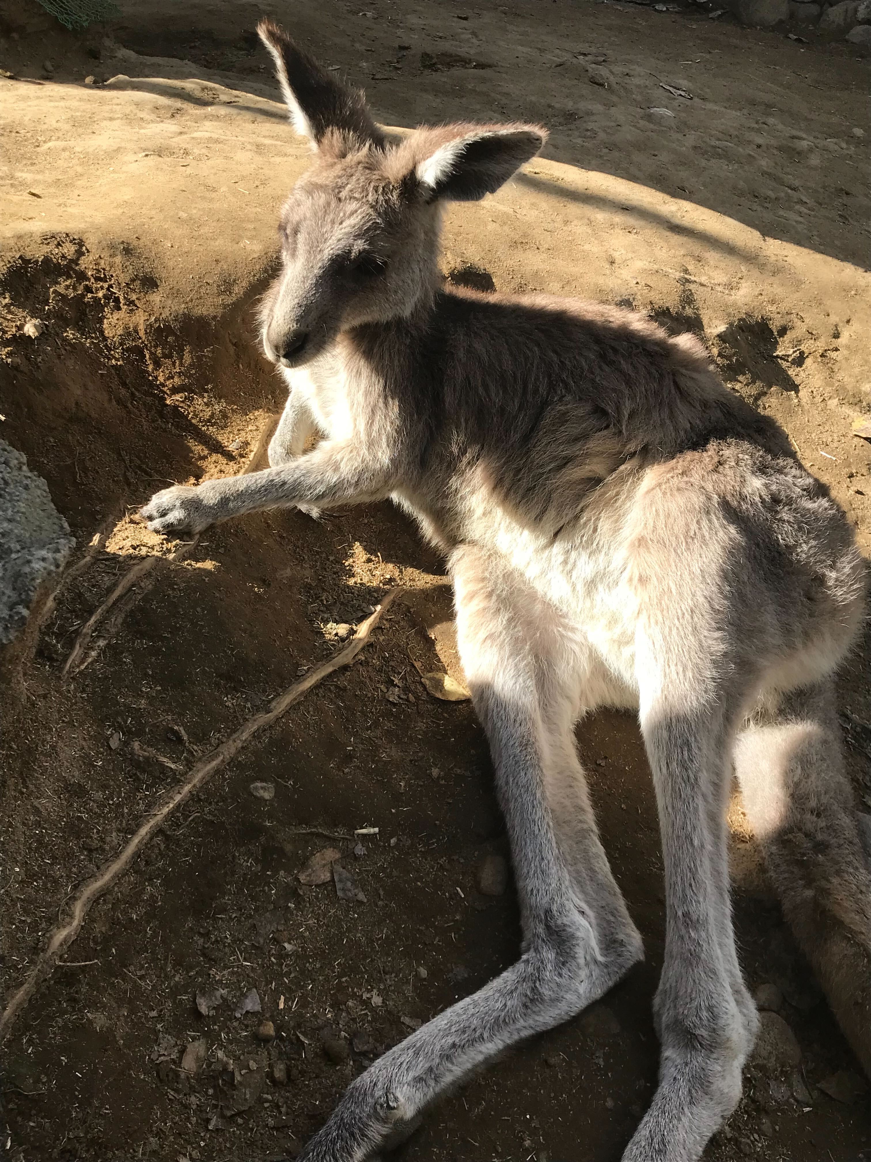 A young kangaroo is resting on the ground, looking towards the camera. It has a soft, grayish-brown fur coat and large ears.
