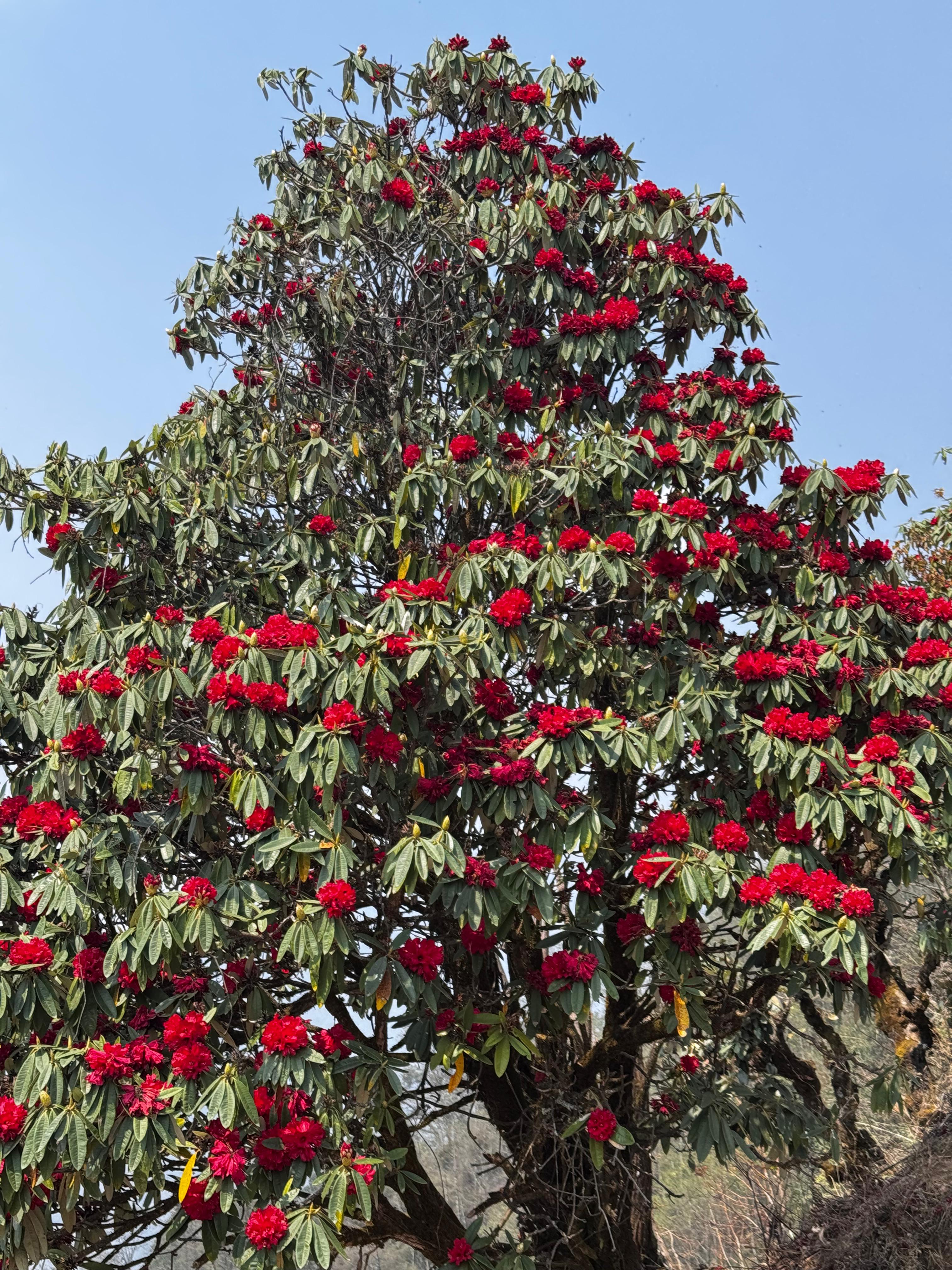 A large tree covered in vibrant red Rhododendron flowers against a clear blue sky, with lush green leaves surrounding the blossoms.