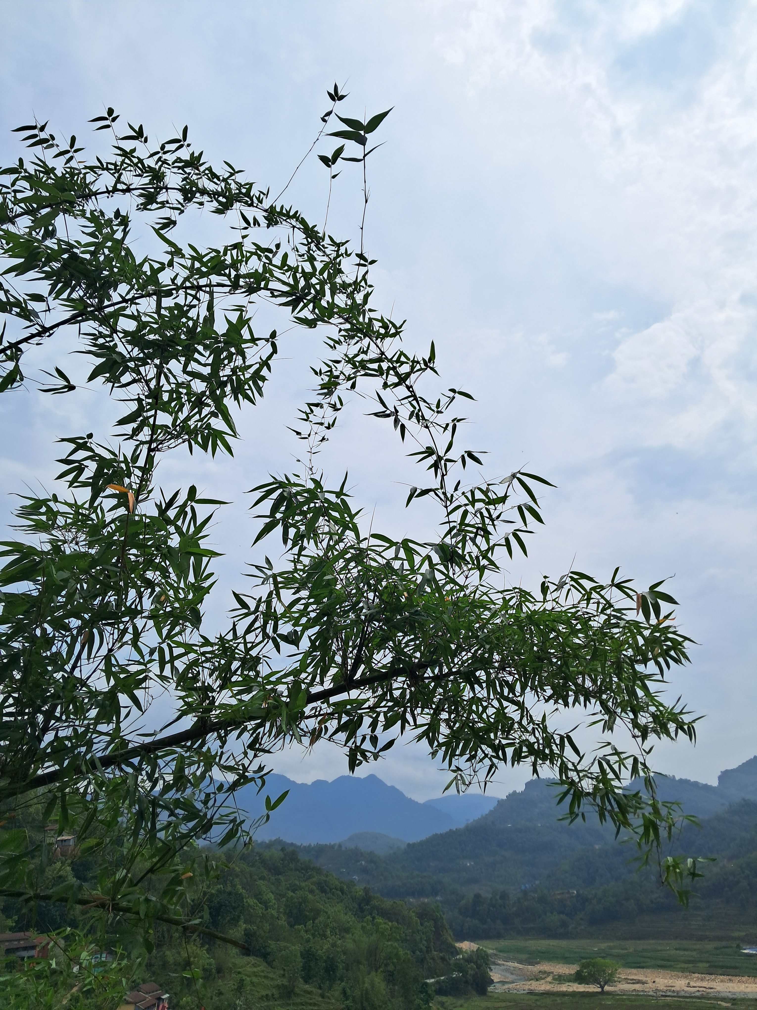 A close-up view of bamboo branches with lush green leaves extending outwards against a backdrop of rolling hills and mountains under a cloudy sky.