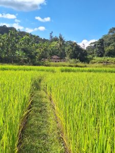 The image shows a vibrant green rice paddy field under a clear blue sky, likely the Hinohikari variety. A narrow path cuts through the tall rice plants, leading towards a distant house nestled among lush trees. The scene evokes a sense of tranquility and agricultural richness, typical of rural landscapes where rice cultivation is prevalent. 