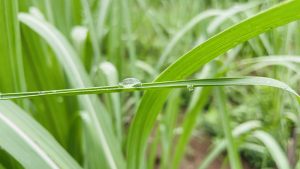 A perfect capture of raindrop on sugarcane leaf
