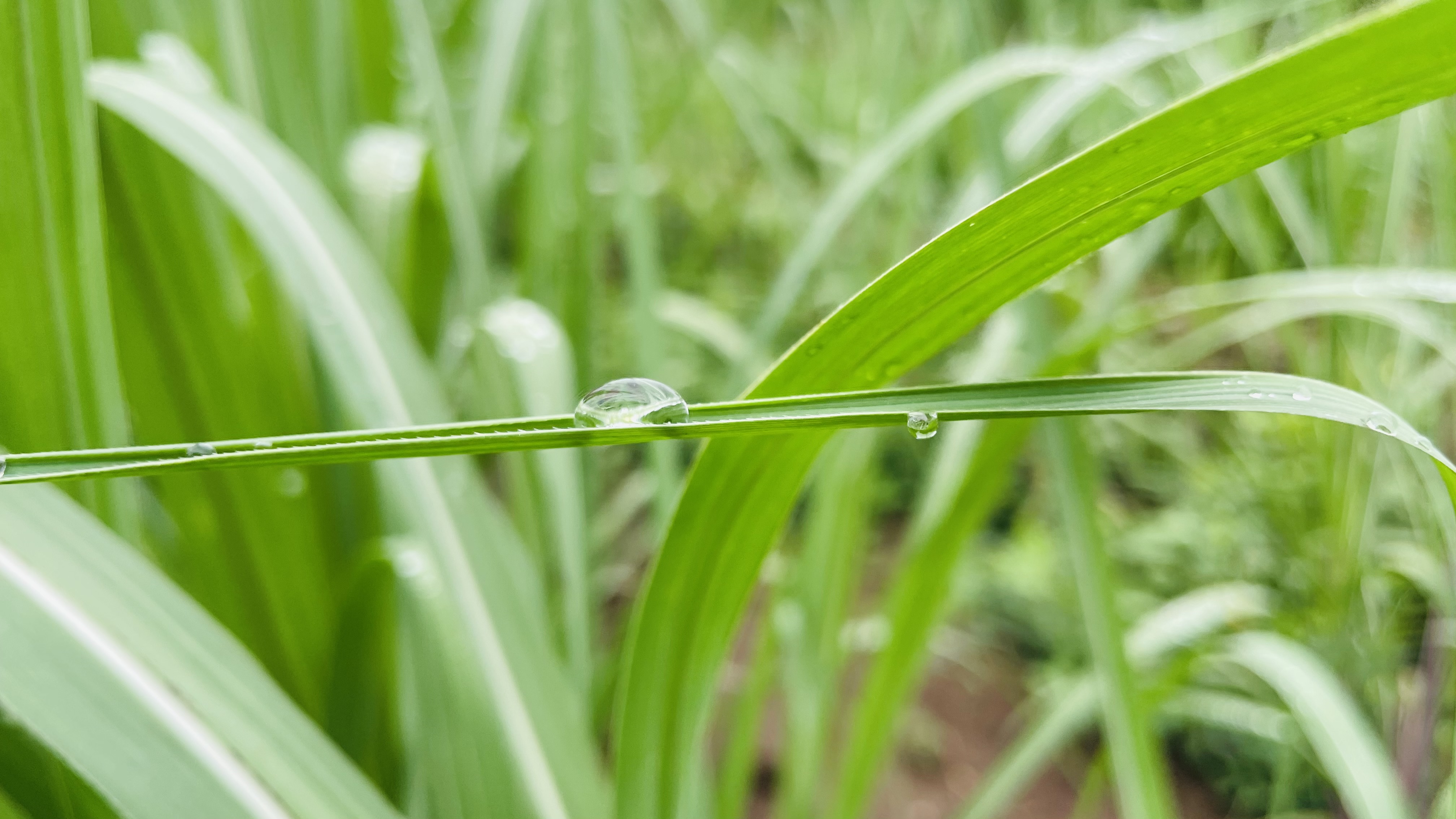 A perfect capture of raindrop on sugarcane leaf