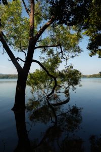 The image shows a tree partially submerged in water, with its reflection visible on the calm surface. The tree's trunk and lower branches are dark, contrasting with the green leaves and the blue sky visible through the foliage. 