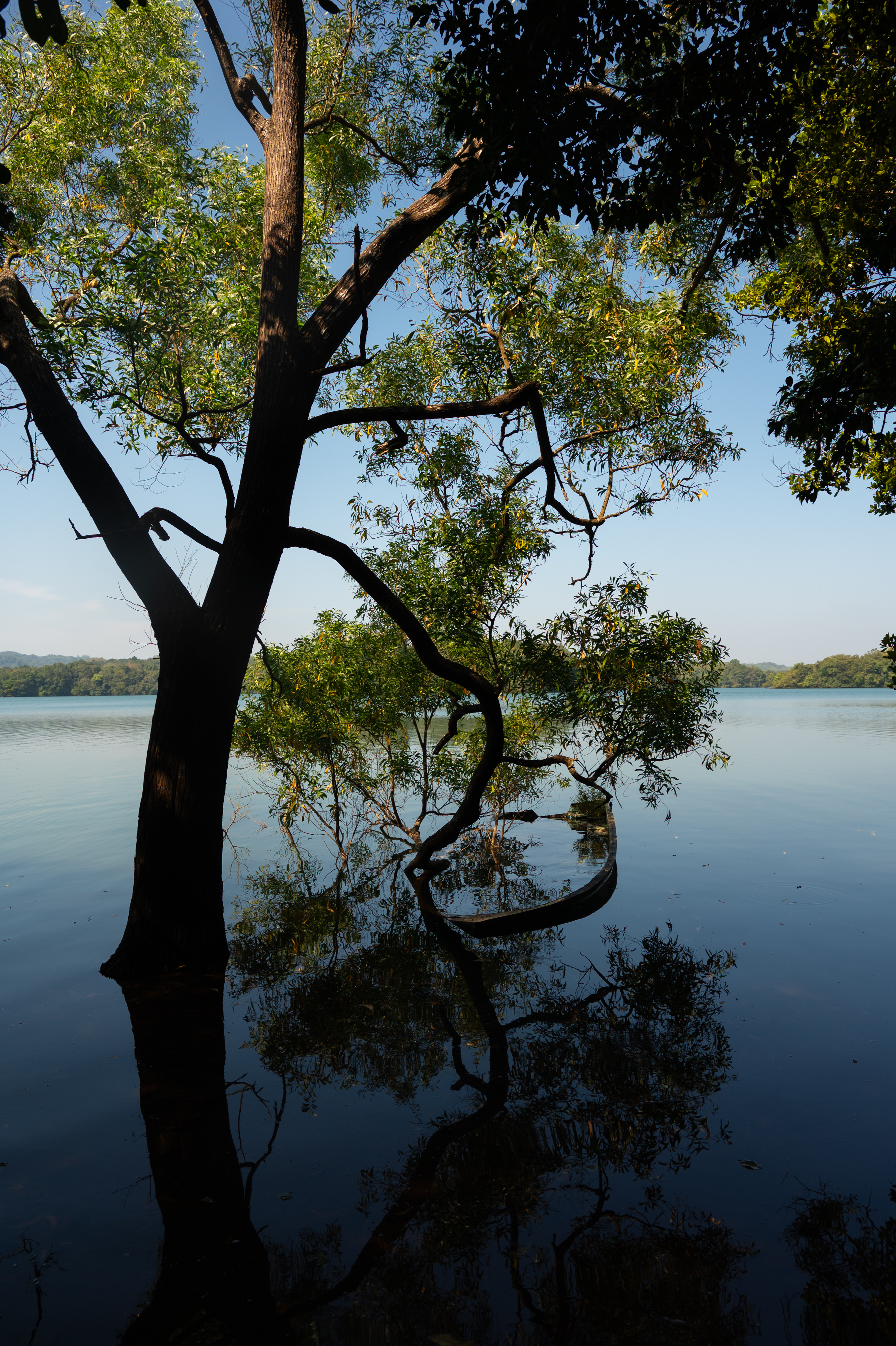 The image shows a tree partially submerged in water, with its reflection visible on the calm surface. The tree's trunk and lower branches are dark, contrasting with the green leaves and the blue sky visible through the foliage.