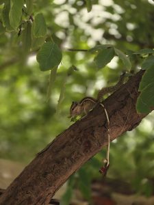 A squirrel is perched on a tree branch, surrounded by green leaves.
