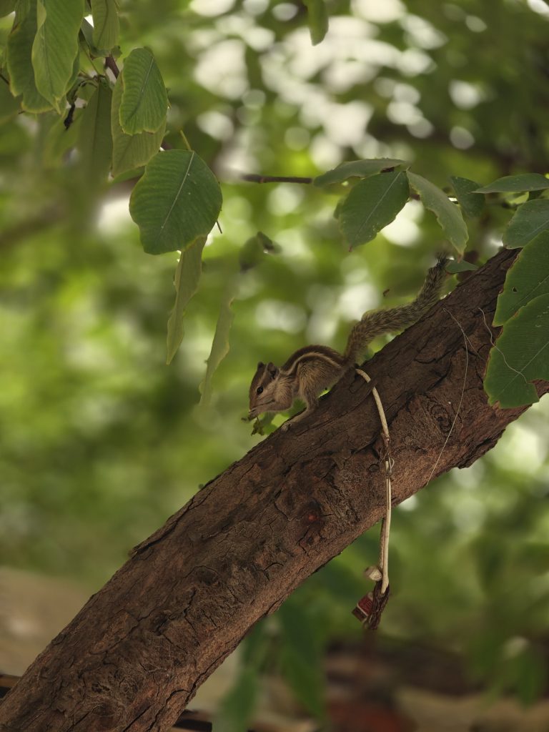 A squirrel is perched on a tree branch, surrounded by green leaves.