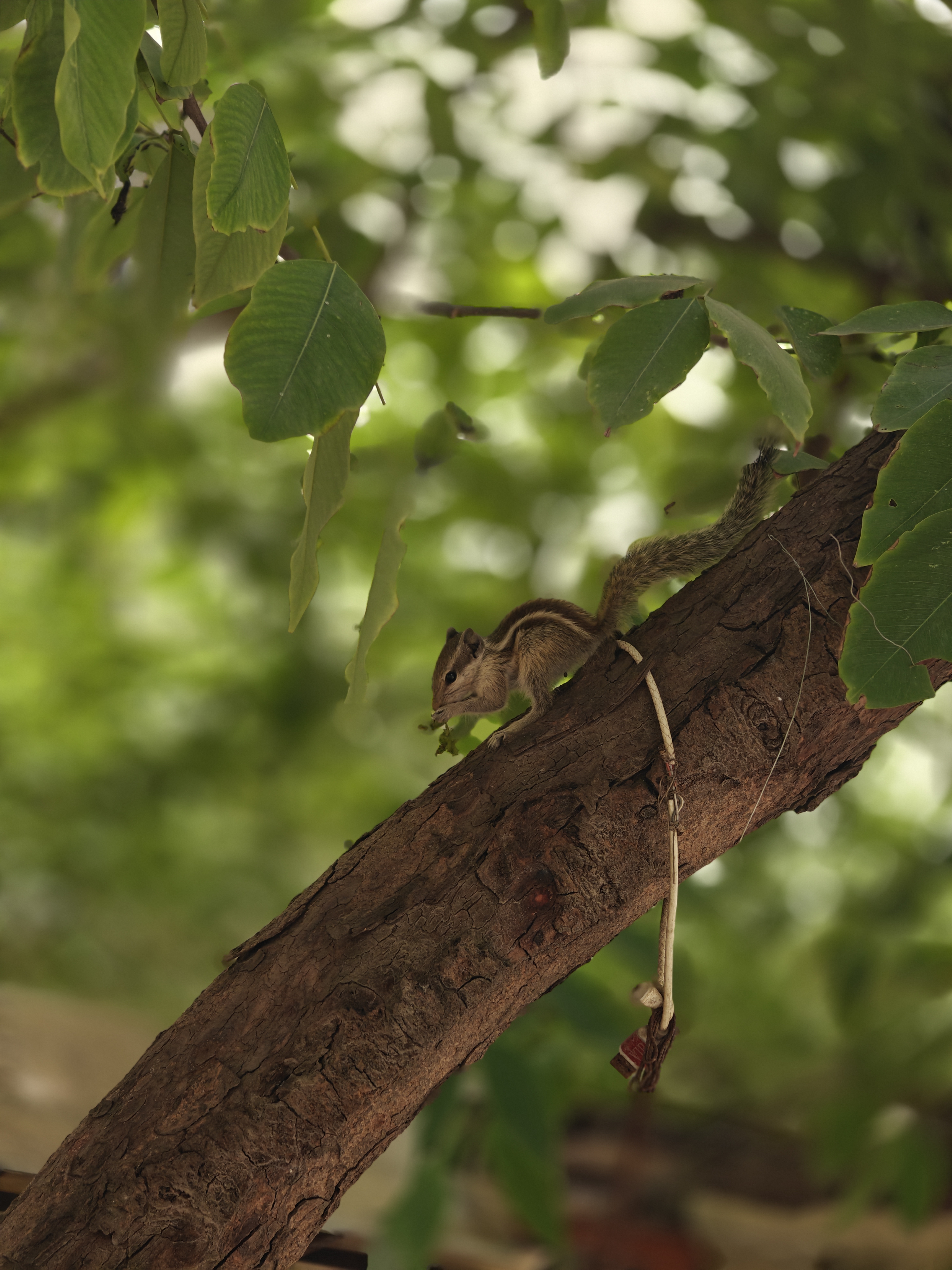 A squirrel is perched on a tree branch, surrounded by green leaves.