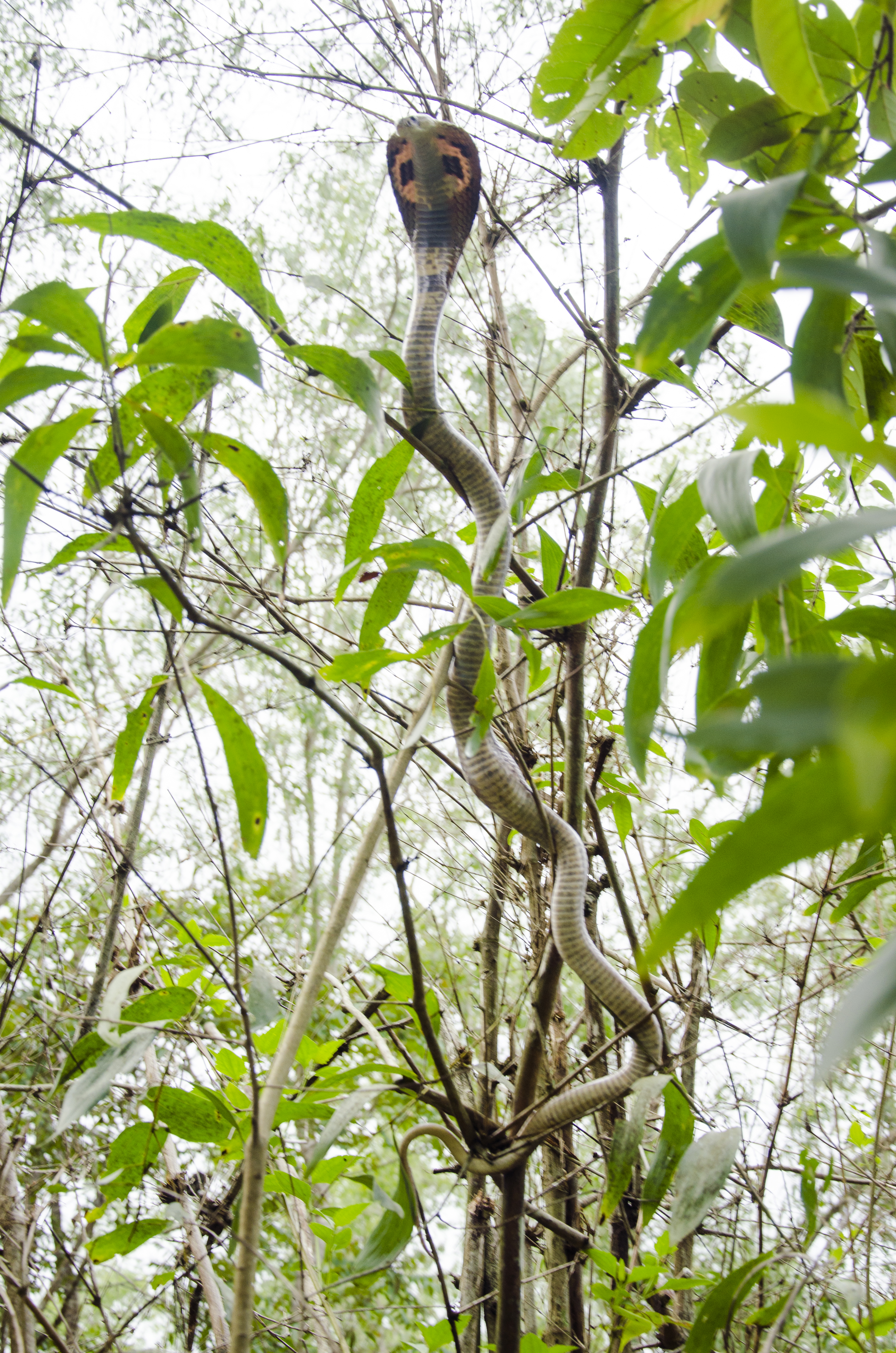 Indian Common Cobra