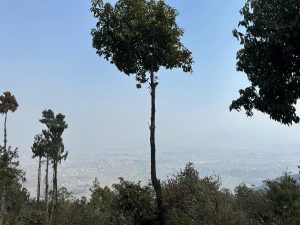 A scenic view from a hillside featuring several trees in the foreground and a hazy city landscape sprawling below. The sky is clear with a light blue hue, and the distant mountains are subtly visible