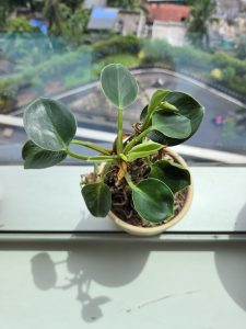 A small green potted plant with glossy, heart-shaped leaves is positioned on a windowsill.