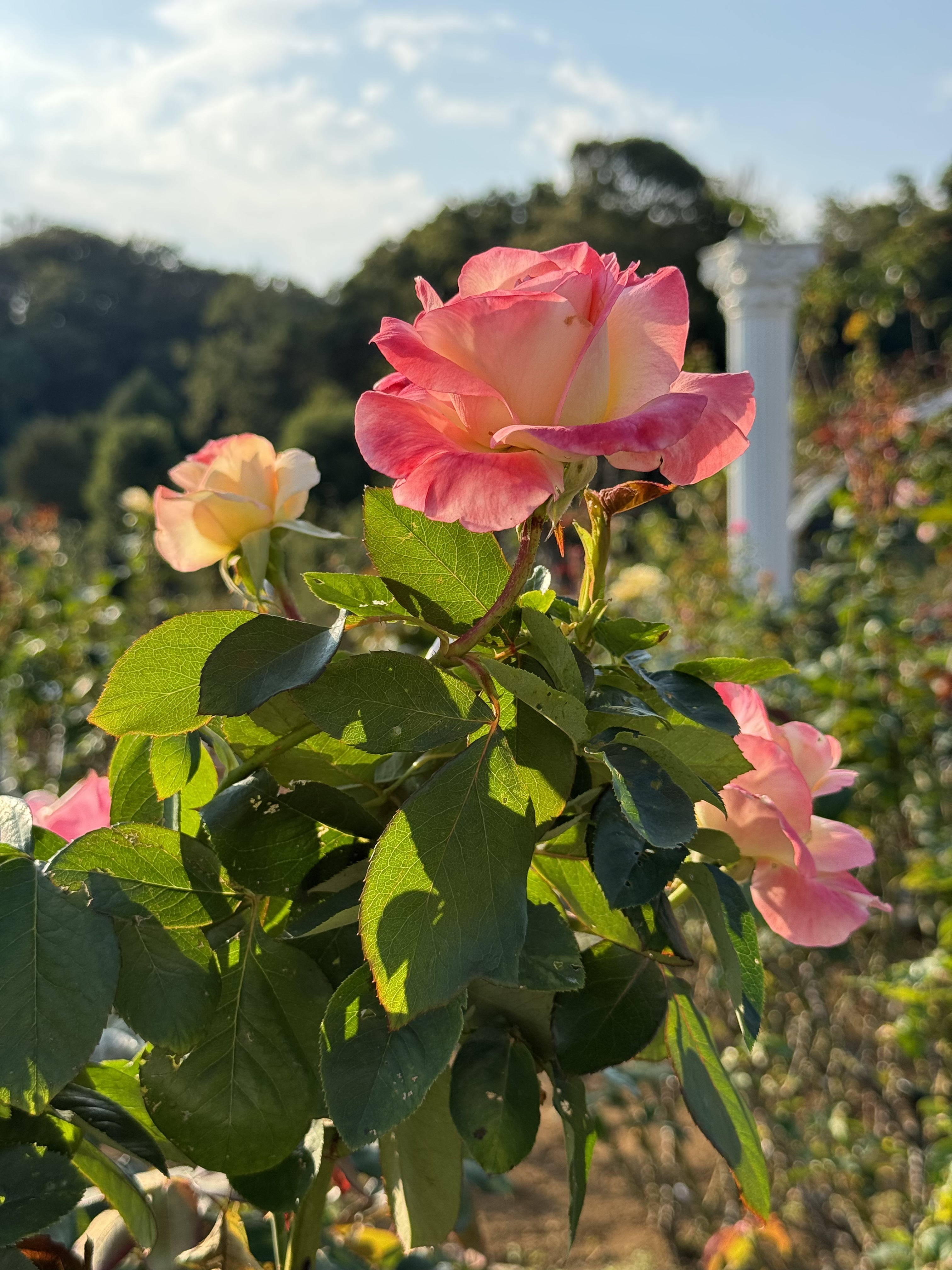 A close-up view of pink and yellow roses blooming on a green bush, with soft sunlight illuminating the petals.