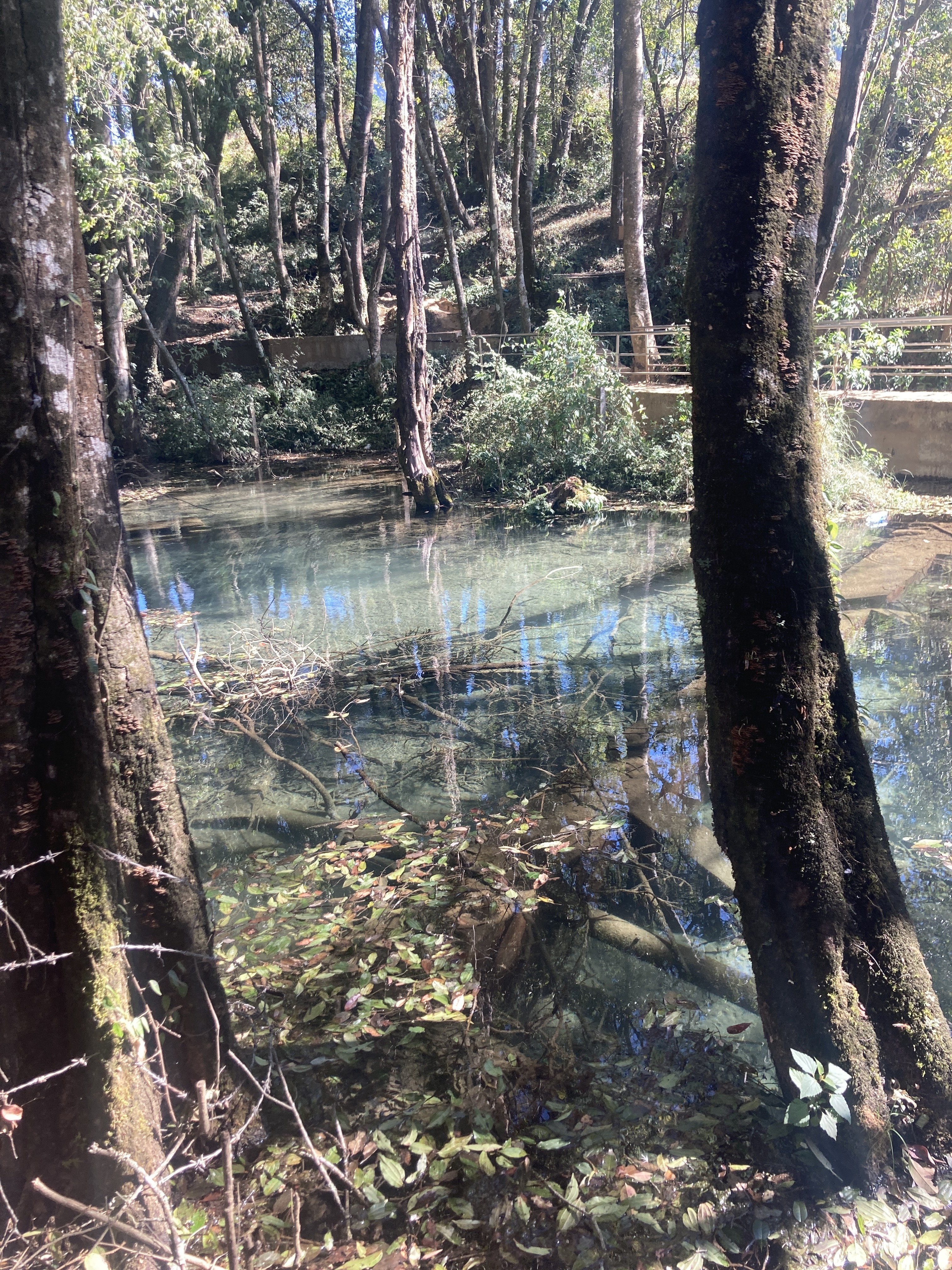 A serene landscape featuring a tranquil pond surrounded by tall trees. The water is clear, reflecting the greenery around it, with fallen leaves floating on the surface.