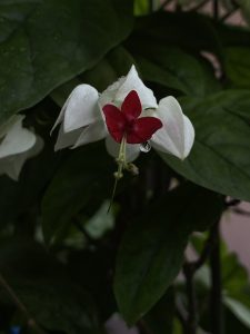 A close-up of a cluster of flowers, featuring a prominent red flower at the center surrounded by delicate white petals. A droplet of water is visible on the red flower, resting on a slender stem. 
