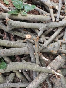 A pile of cut tree branches of a Ficus benghalensis tree is stacked randomly, with some green leaves visible among them. The branches vary in size and have a rough bark texture, and the overall scene suggests freshly cut wood ready for use. Captured from Thrissur, Kerala.
