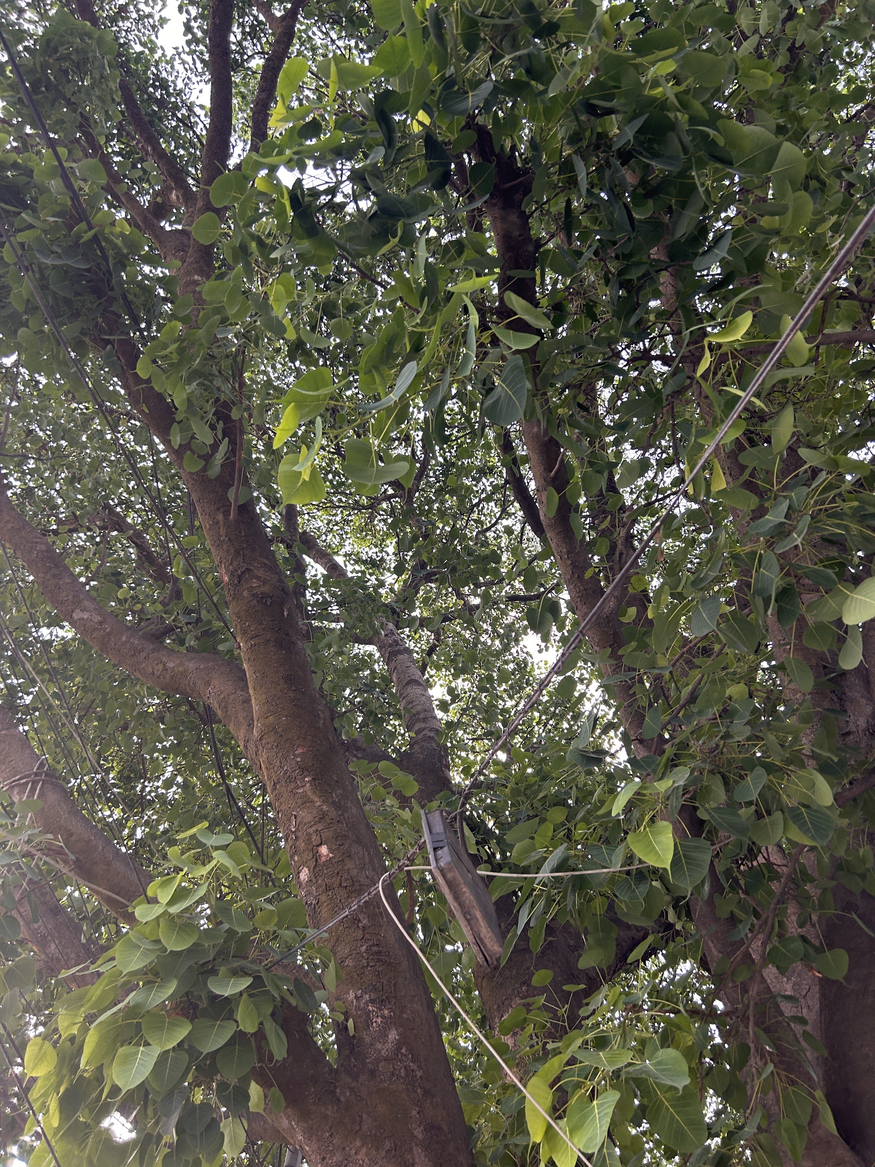 A close-up view of a leafy tree with thick, textured bark.