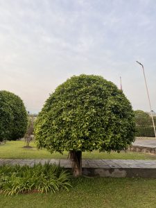 A landscaped area featuring three rounded, bushy trees with dense green foliage, set against a backdrop of a cloudy sky.