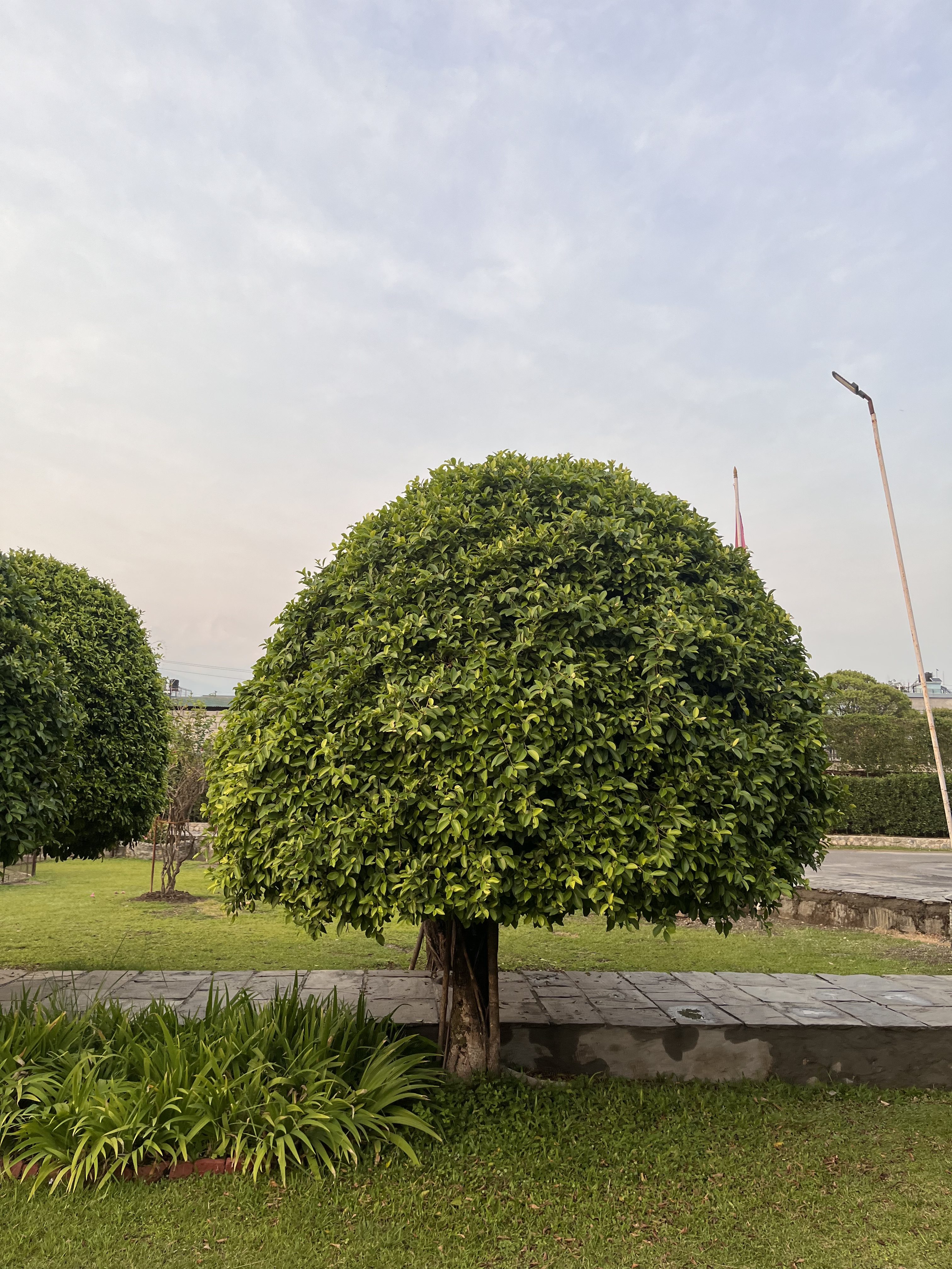 A landscaped area featuring three rounded, bushy trees with dense green foliage, set against a backdrop of a cloudy sky.