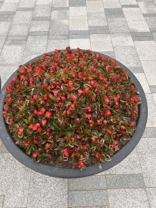 A circular planter filled with vibrant red flowers and green leaves, set against a background of grey tiled pavement. 