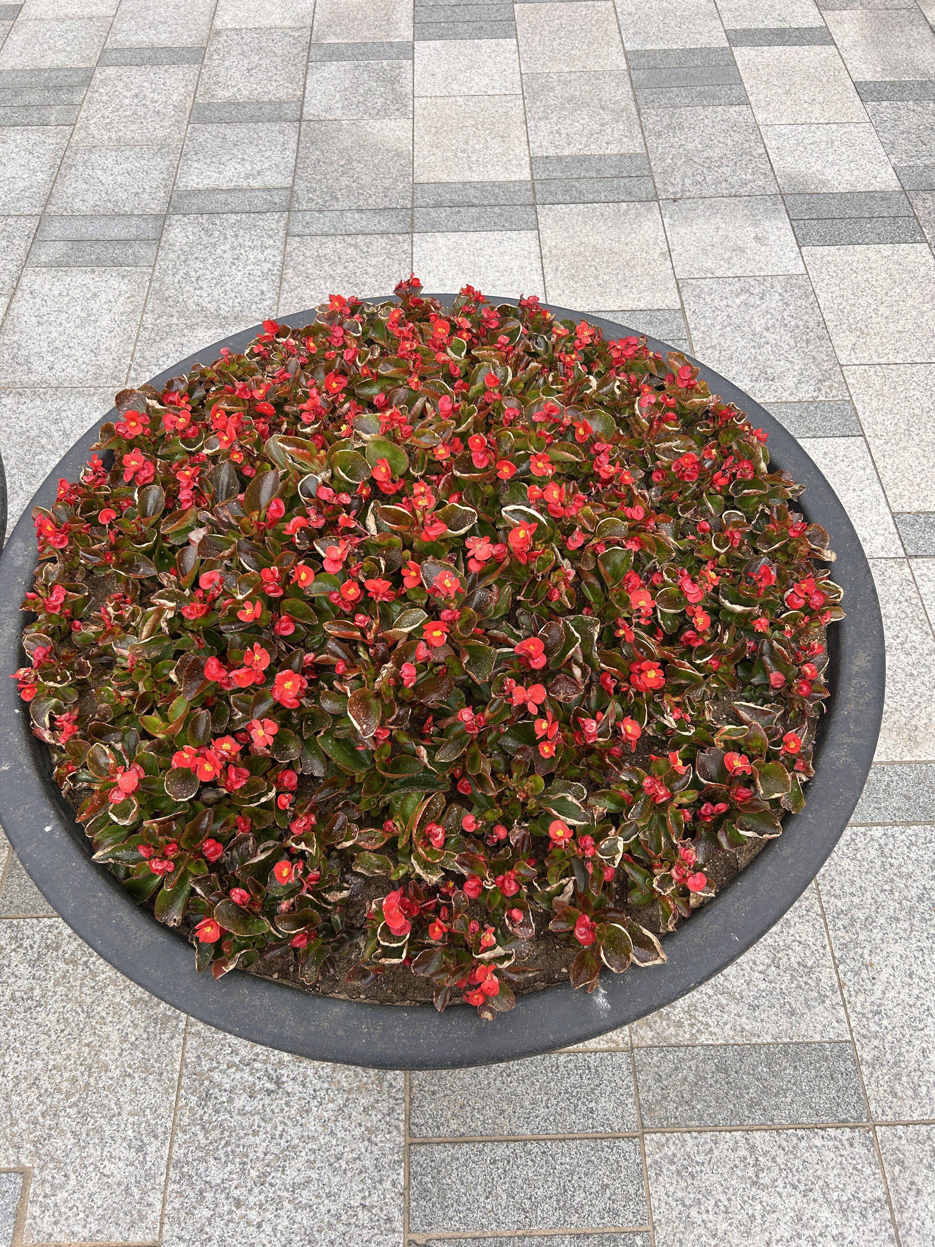 A circular planter filled with vibrant red flowers and green leaves, set against a background of grey tiled pavement.