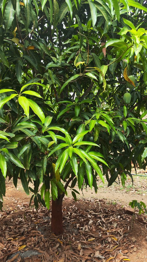 A lush green mango tree with broad, glossy leaves stands in an outdoor setting.