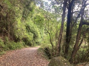 A winding dirt path meanders through a lush, green forest. The trail is flanked by dense foliage, including tall trees and bushes, with fallen leaves scattered along the ground