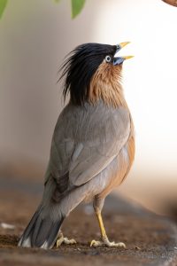 A close-up photograph of a bird with distinctive features, including a prominent black crest on its head and a combination of gray and brown plumage.