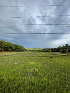 A wide, open field of lush green grass and rice paddies stretches into the distance, under a cloudy sky with varying shades of gray.
