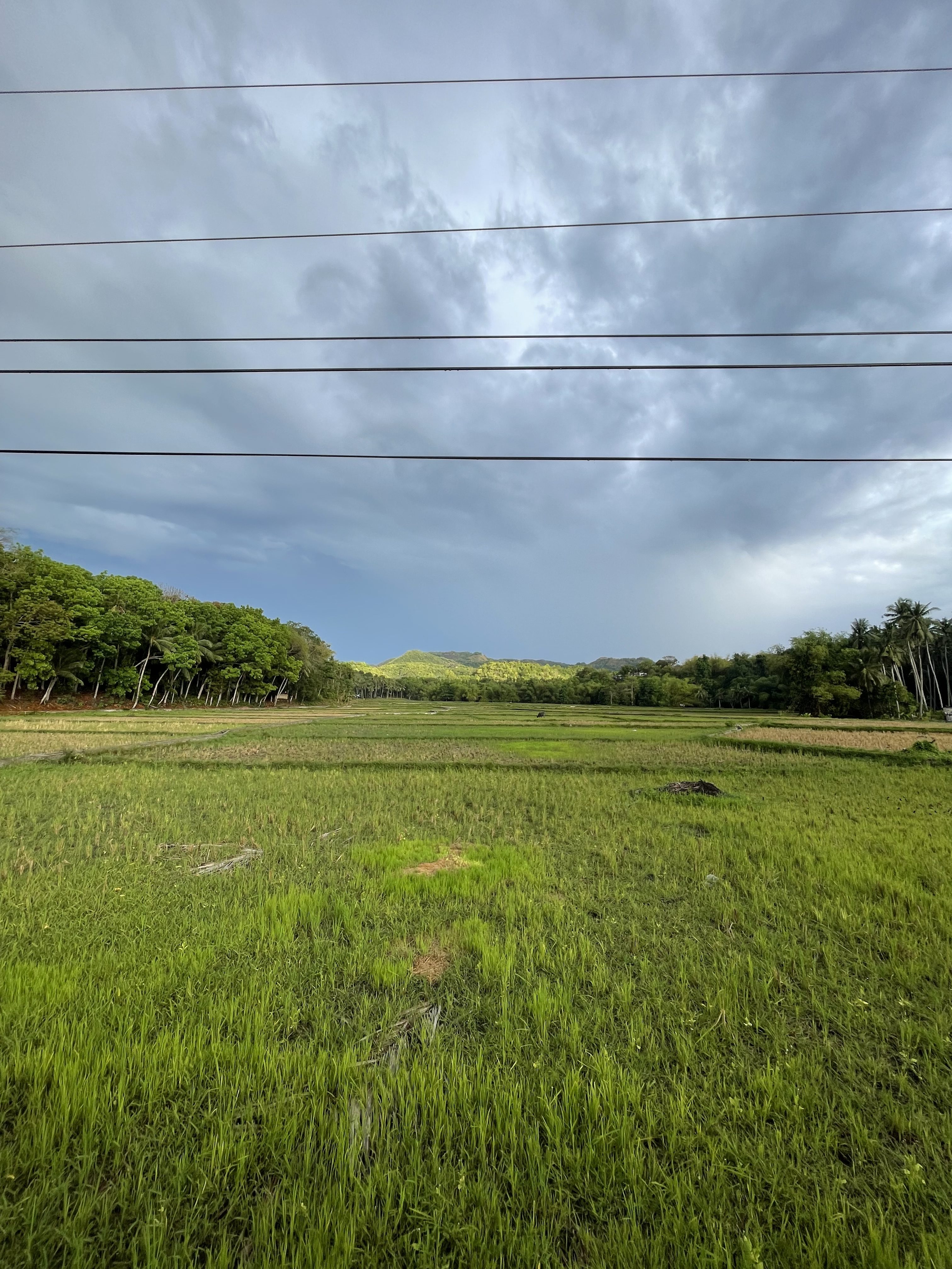 A wide, open field of lush green grass and rice paddies stretches into the distance, under a cloudy sky with varying shades of gray.