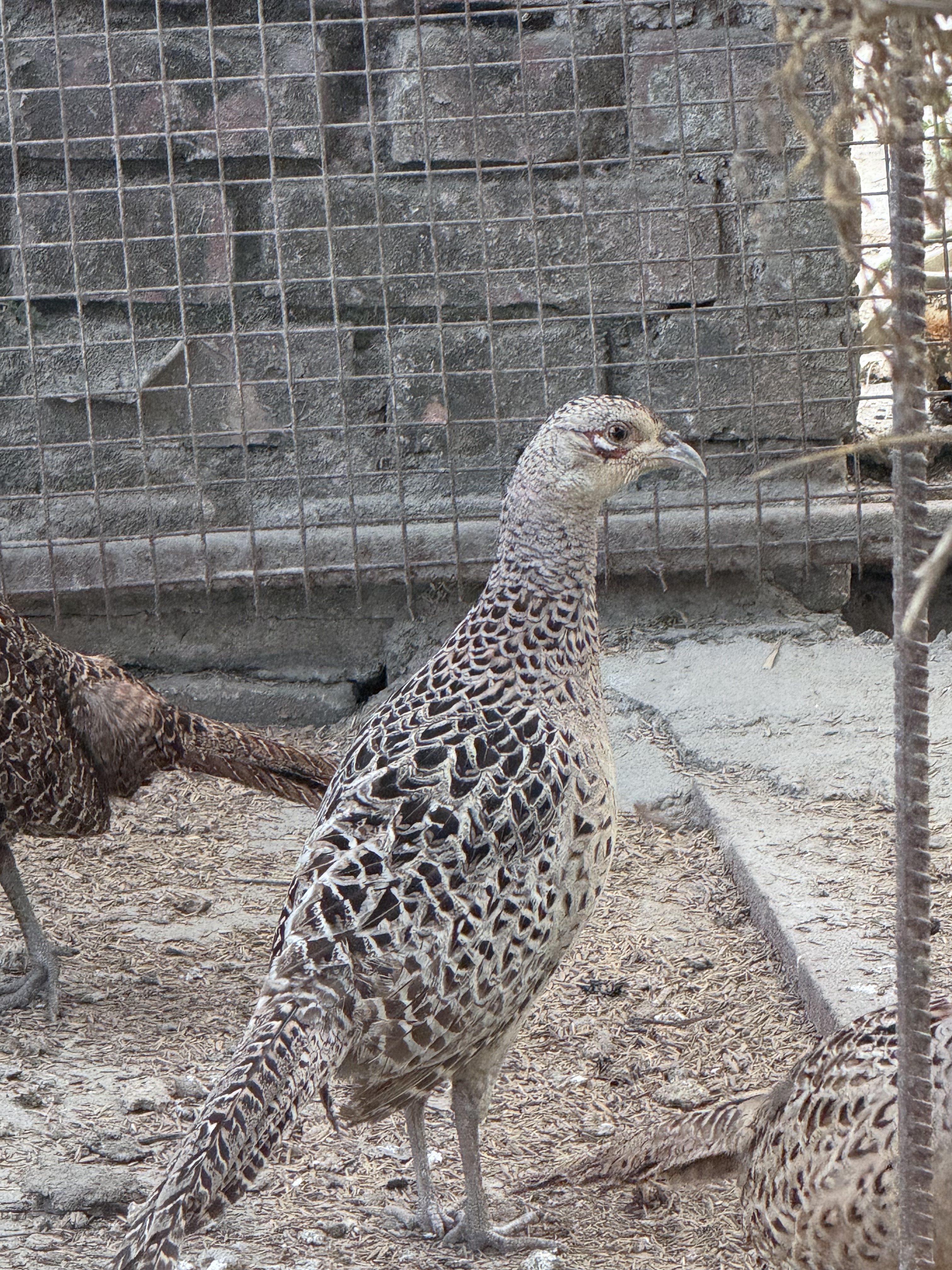 Kalij bird, standing in a cage with other birds, looking at the camera.